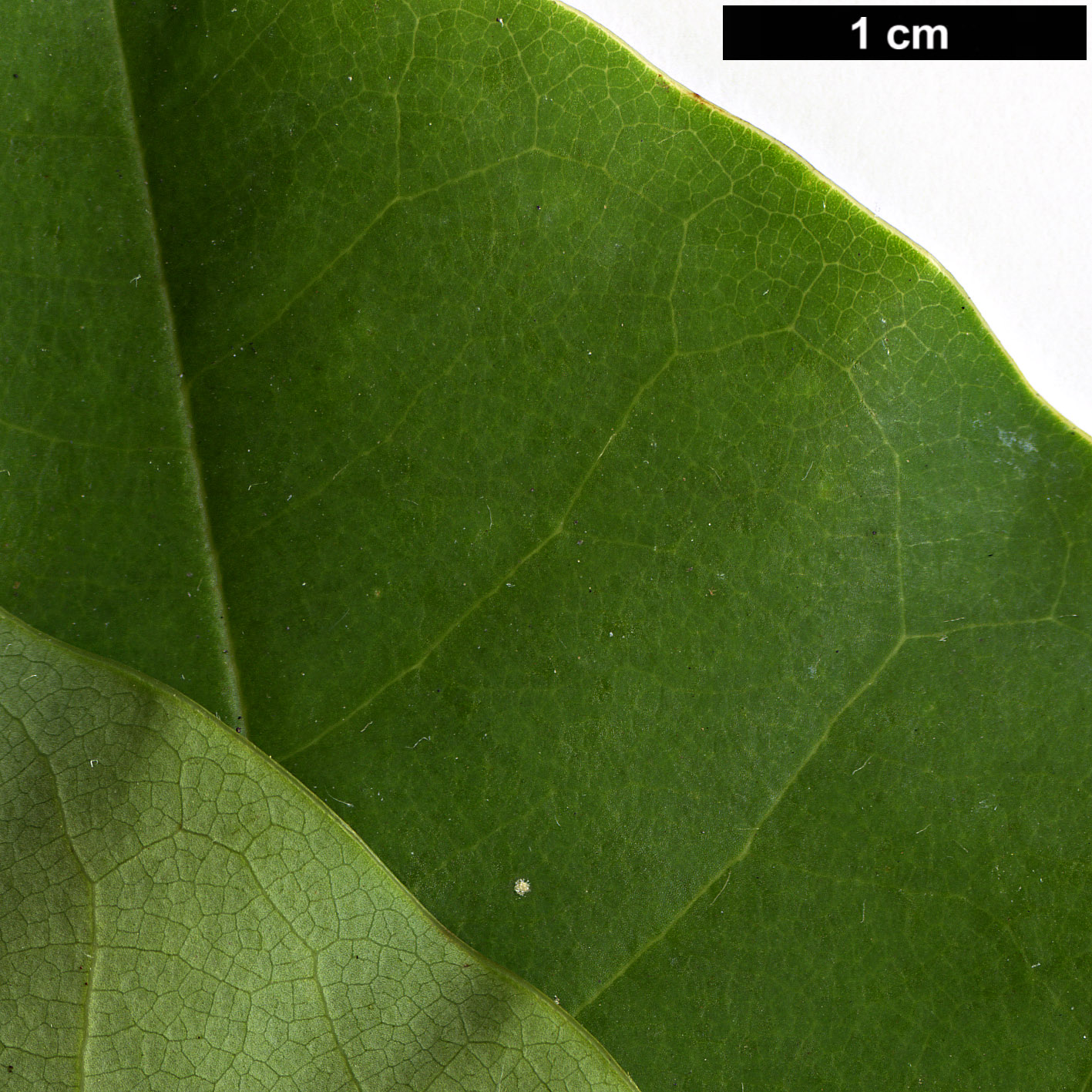 High resolution image: Family: Magnoliaceae - Genus: Magnolia - Taxon: poasana High resolution image: Family: Magnoliaceae - Genus: Magnolia - Taxon: poasana